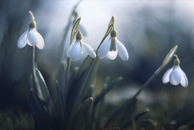 С праздником весны С праздником весны